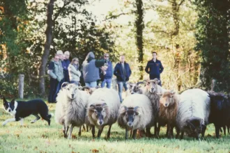 Schapendrijven