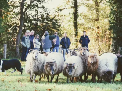 workshop schapendrijven twente