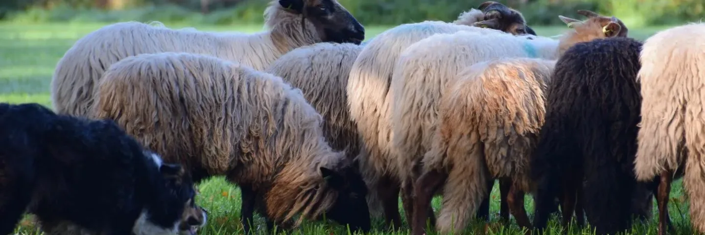 E-choppertocht & schapen drijven