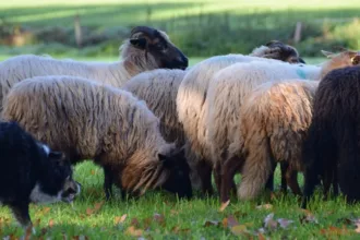 E-choppertocht & schapen drijven