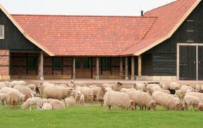 Schaapskooi Denekamp, een plek voor dier en mens
