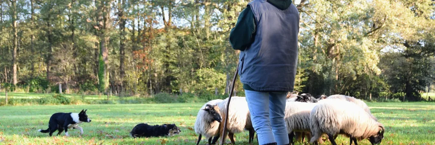 Heisessie schapen drijven