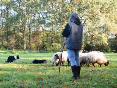 heisessie_schapen_drijven