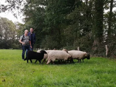 heisessie_schapen_drijven_landschap (1)