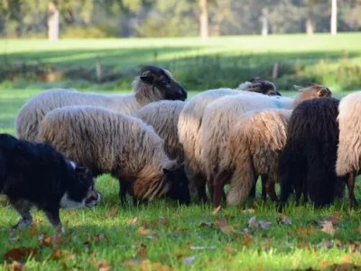 heisessie_schapen_drijven_natuur (1)