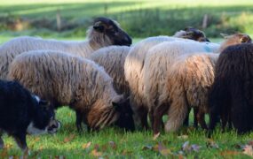 Solex & Schapen drijven