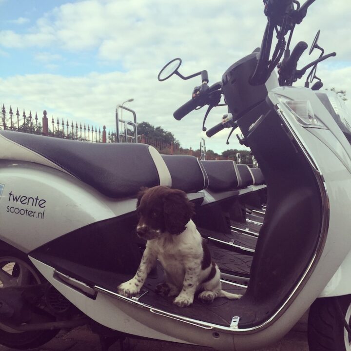 Vespa de hond op een scooter