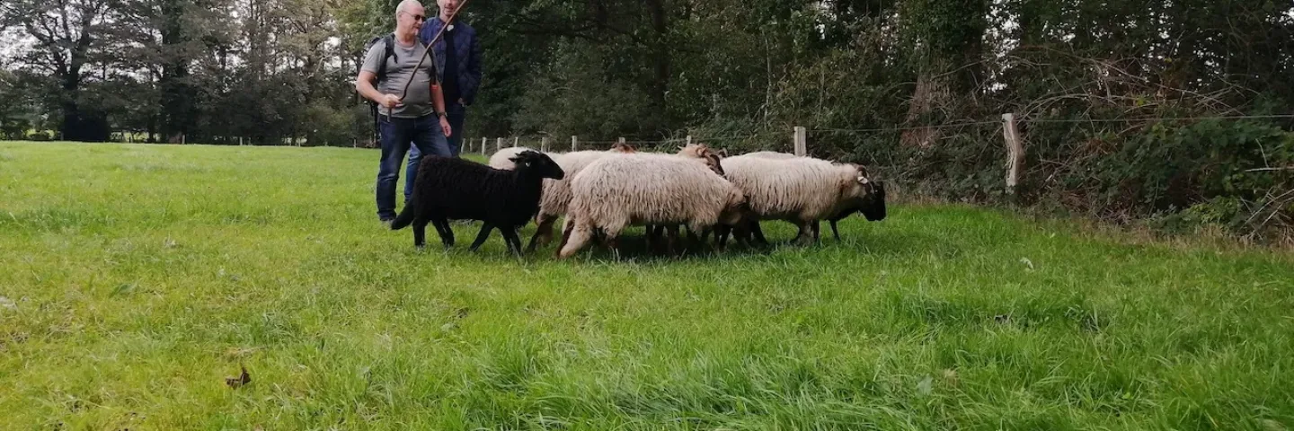 Workshop schapendrijven!