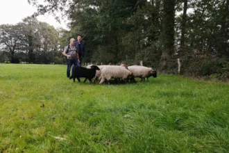 Workshop schapendrijven!