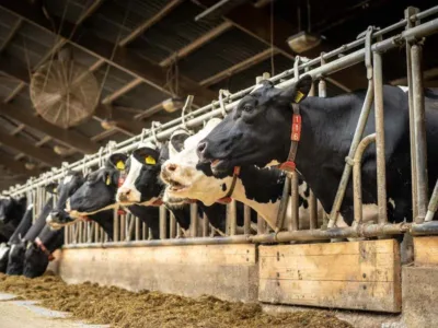 unieke_uitjes_kaamps_koeien